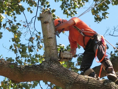 Tree care services